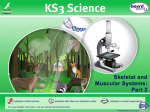 Skeletal and Muscular Systems