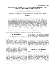 ADAPTATION OF INDIGENOUS INFECTIOUS BURSAL DISEASE