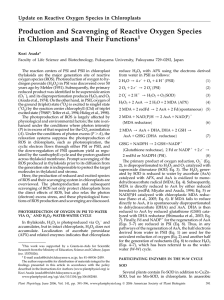 Production and Scavenging of Reactive Oxygen Species in