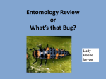 Entomology Review