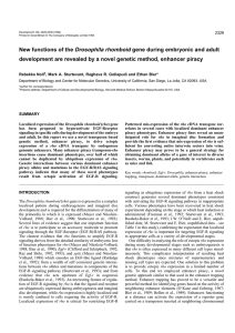 New functions of the Drosophila rhomboid gene