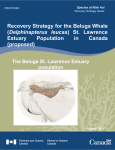 Recovery Strategy for the Beluga Whale (Delphinapterus leucas) St