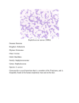 Staphylococcus aureus (1000x) Domain: Bacteria Kingdom