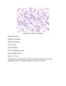 Staphylococcus aureus (1000x) Domain: Bacteria Kingdom