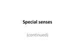 L10_Ear,_special_senses
