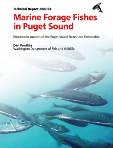 Marine Forage Fishes in Puget Sound