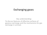 5 Exchanging gases_modDLU - VCE