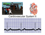 Cardiovascular System II