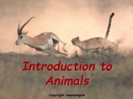 animalintro - Otterville R