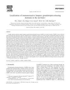 Localization of immunoreactive lamprey gonadotropin
