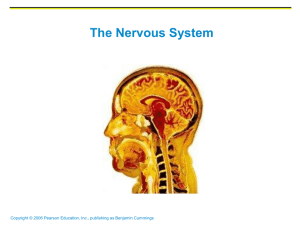 Nervous_System_Brain