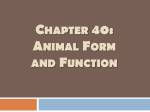 Chapter 40: Animal Form and Function