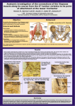 Anatomic investigation of the connections of the - sabine