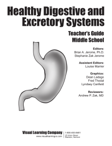 Healthy Digestive and Excretory Systems