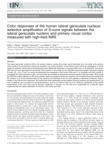 Color responses of the human lateral geniculate nucleus: selective