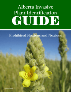 Alberta Invasive Plant Identification Guide