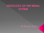 HISTOLOGY OF THE RENAL SYSTEM
