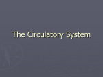 The Circulatory System