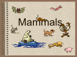 Mammals