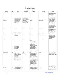 Cranial Nerves