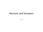 Topic 6.5 Neuron and Synapses