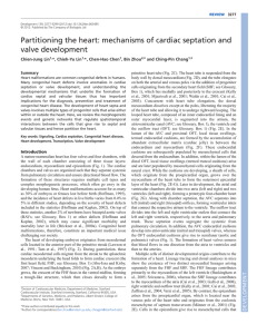 mechanisms of cardiac septation and valve development