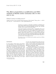 The effects of epirubicin on proliferation and DNA synthesis of