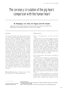 The coronary circulation of the pig heart: comparison with the human