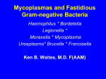 Mycoplasma and Fastidious Gram Negative Bacteria