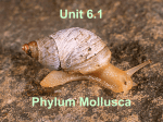 Phylum Mollusca - Jutzi