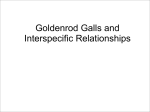 Goldenrod Galls and Interspecific Relationships