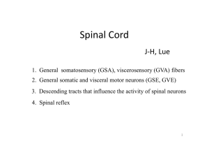 Spinal Cord