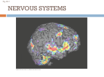 Chapter 49 Nervous Systems - Biology at Mott