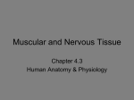 Muscle and NerveKD13