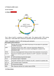 pLKO.1 puro protocol