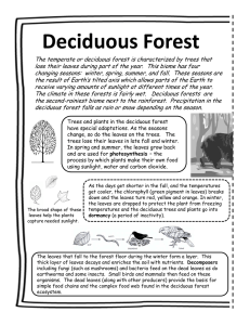 Deciduous Forest