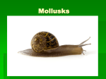 mollusks ppt - Petal School District