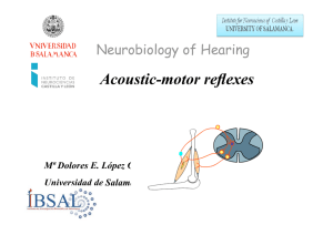 Acoustic-Motor Reflexes - Neurobiology of Hearing