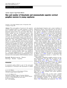 Size and number of binucleate and mononucleate superior