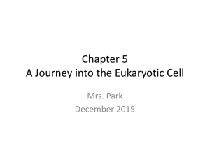 Chapter 5 Lesson 1 and 2 PPt