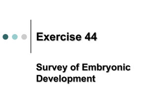 Exercise 44 Embryonic Development