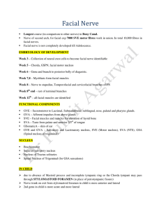 Facial Nerve