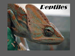 REPTILES