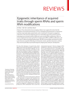 Epigenetic inheritance of acquired traits through sperm RNAs and