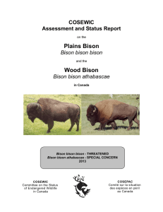 Wood Bison,Bison bison athabascae, Plains Bison Bison bison bison