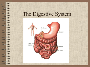 Digestive System