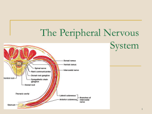 Peripheral NS - Fullfrontalanatomy.com