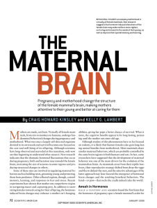 The Maternal Brain