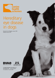 Hereditary eye disease in dogs - The English Shetland Sheepdog