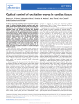 Optical control of excitation waves in cardiac tissue